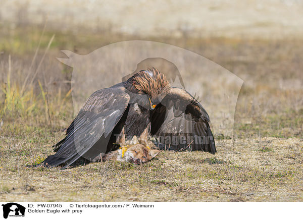 Steinadler mit Beute / Golden Eagle with prey / PW-07945