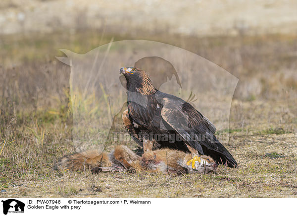 Golden Eagle with prey / PW-07946