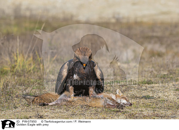Golden Eagle with prey / PW-07950