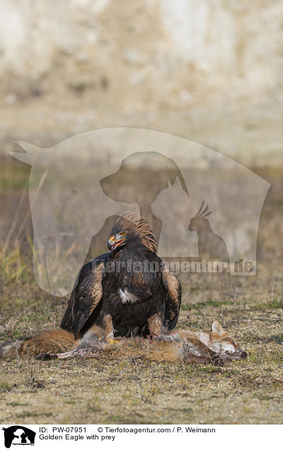 Steinadler mit Beute / Golden Eagle with prey / PW-07951