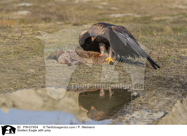 Golden Eagle with prey / PW-07954
