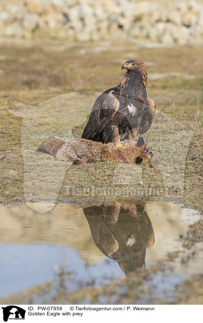 Steinadler mit Beute / Golden Eagle with prey / PW-07958