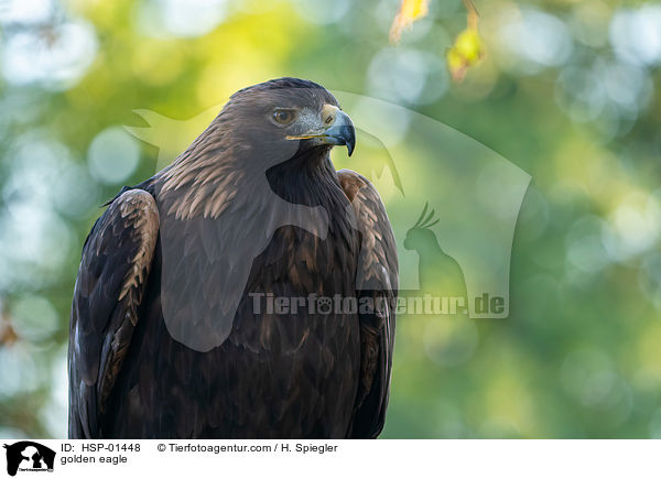 Steinadler / golden eagle / HSP-01448