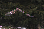 flying golden eagle