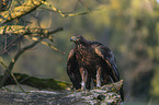 sitting Golden Eagle