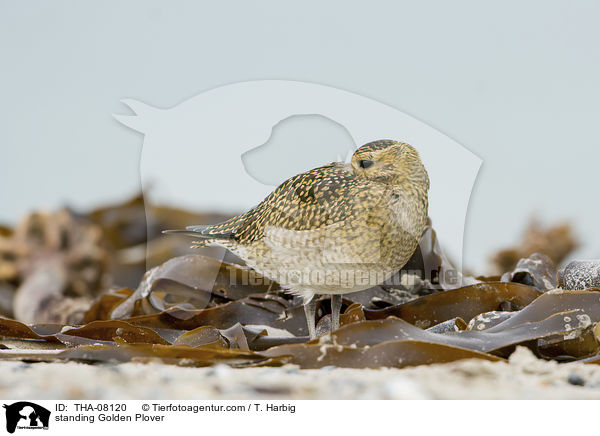 stehender Goldregenpfeifer / standing Golden Plover / THA-08120