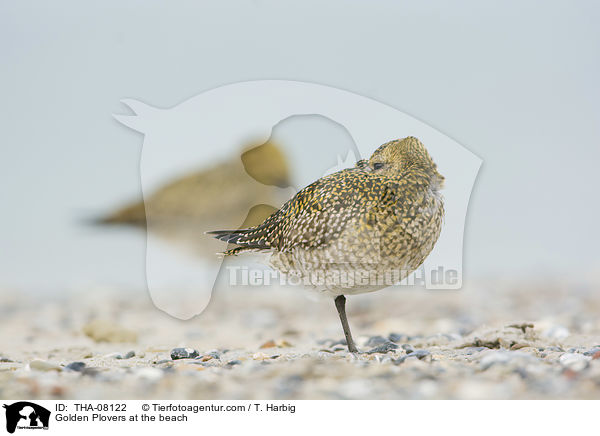 Golden Plovers at the beach / THA-08122