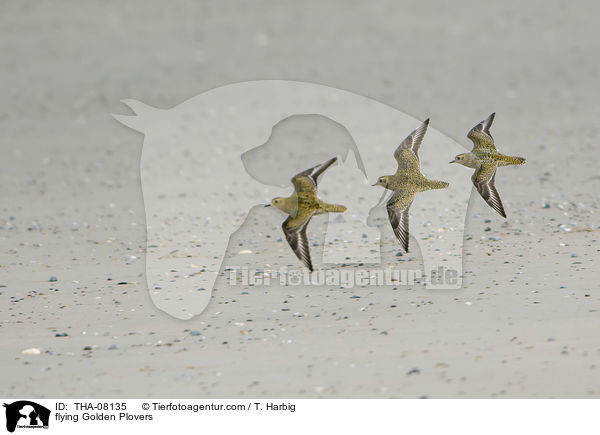 flying Golden Plovers / THA-08135