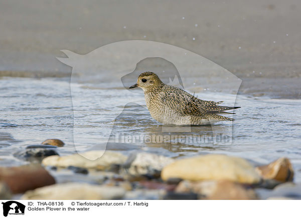 Golden Plover in the water / THA-08136