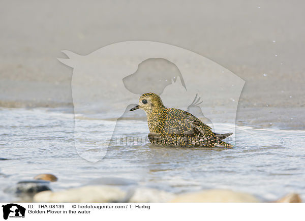 Golden Plover in the water / THA-08139