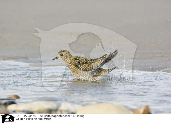 Golden Plover in the water / THA-08140