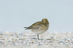 standing Golden Plover