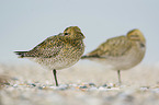 Golden Plovers at the beach