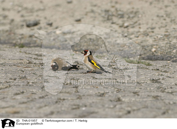 Stieglitze / European goldfinch / THA-01957