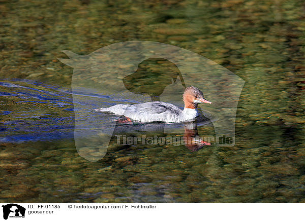 goosander / FF-01185