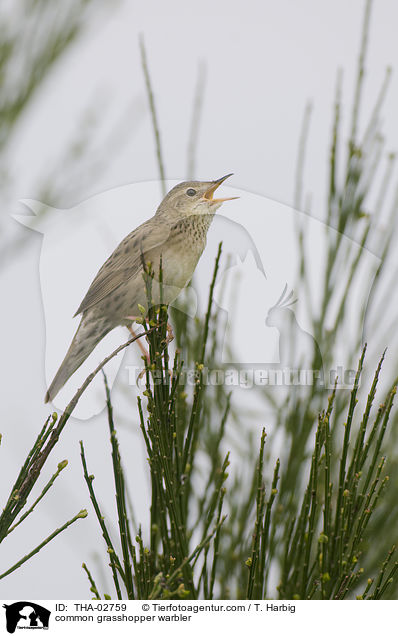 Feldschwirl / common grasshopper warbler / THA-02759