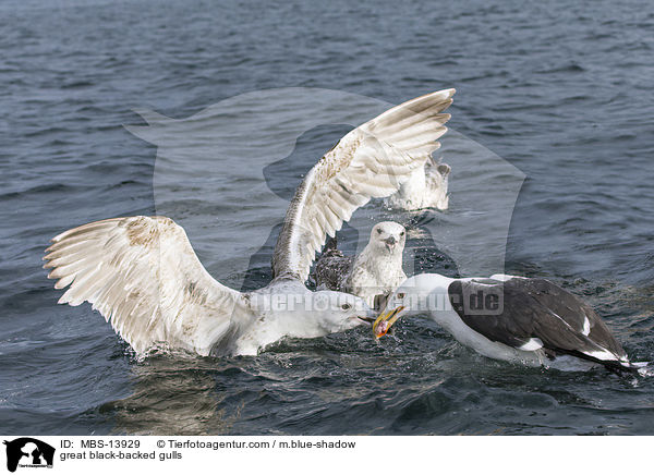 great black-backed gulls / MBS-13929