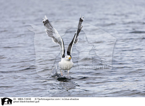 great black-backed gull / MBS-13936