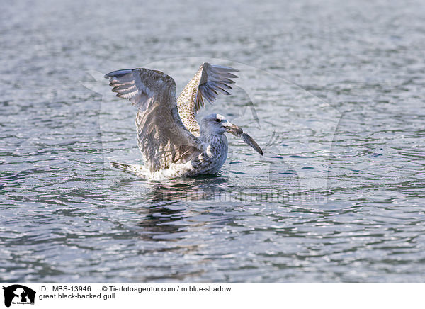 great black-backed gull / MBS-13946