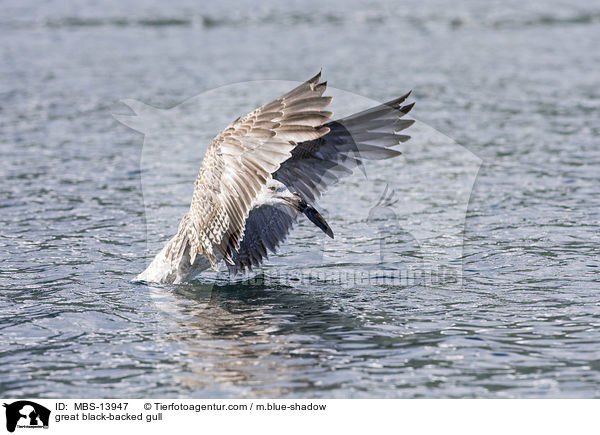 great black-backed gull / MBS-13947