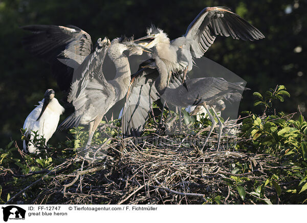 Kanadareiher / great blue heron / FF-12747