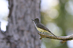 Great Crested Flycatcher