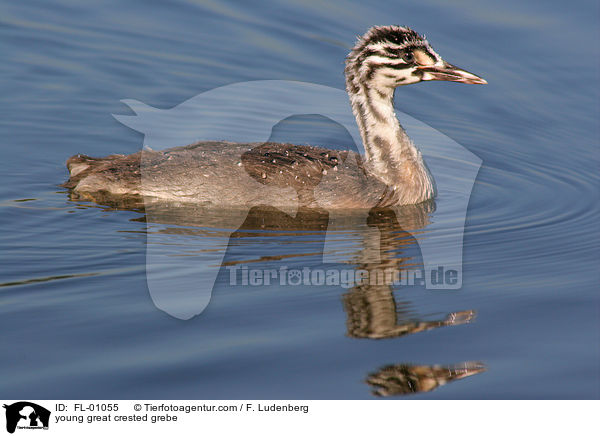 young great crested grebe / FL-01055