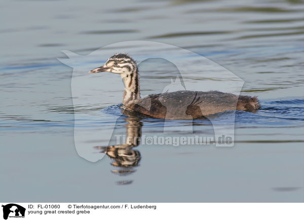 young great crested grebe / FL-01060
