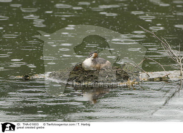 great crested grebe / THA-01603