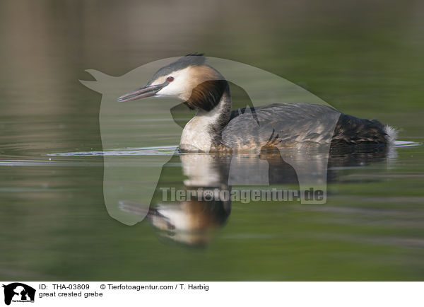 Haubentaucher / great crested grebe / THA-03809