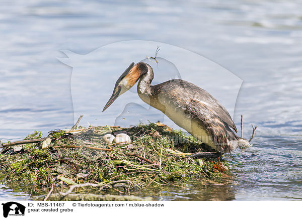 great crested grebe / MBS-11467