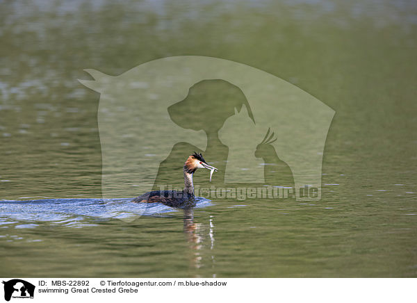 swimming Great Crested Grebe / MBS-22892