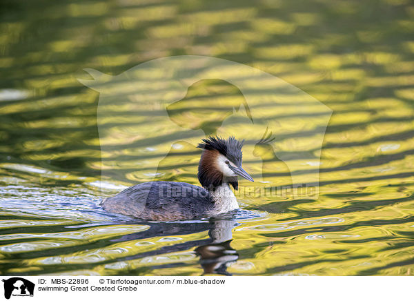 swimming Great Crested Grebe / MBS-22896