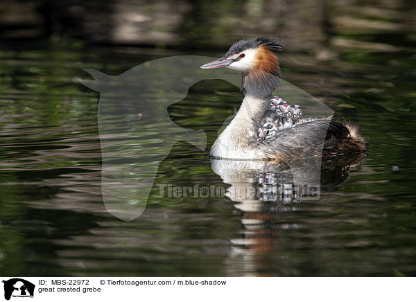 Haubentaucher / great crested grebe / MBS-22972