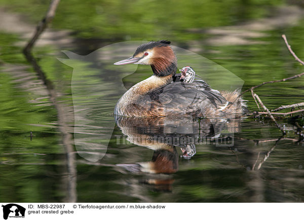great crested grebe / MBS-22987