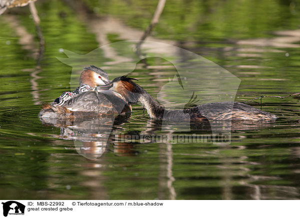 Haubentaucher / great crested grebe / MBS-22992