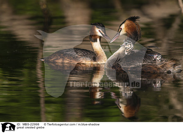 great crested grebe / MBS-22998