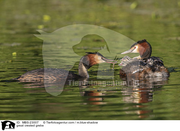 Haubentaucher / great crested grebe / MBS-23007