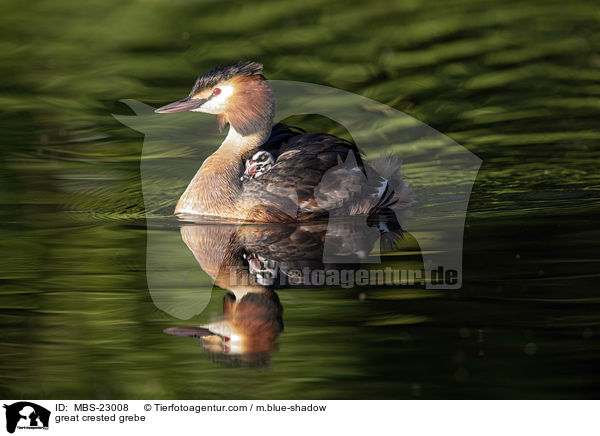 great crested grebe / MBS-23008