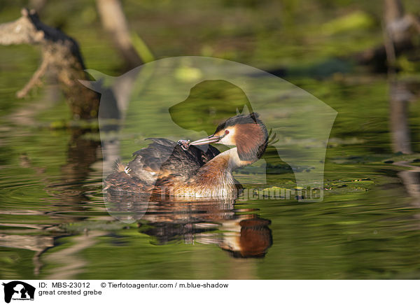 great crested grebe / MBS-23012