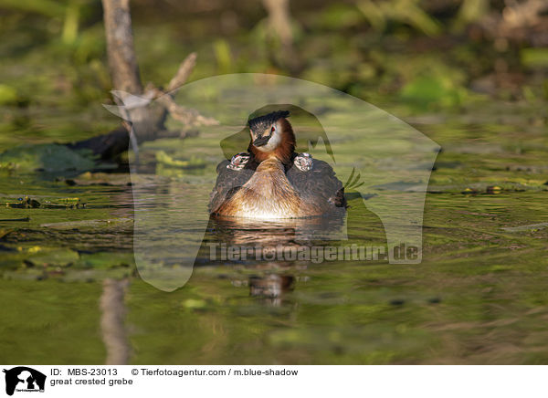 great crested grebe / MBS-23013
