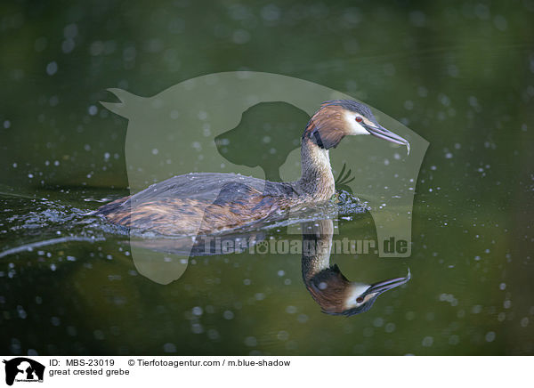great crested grebe / MBS-23019