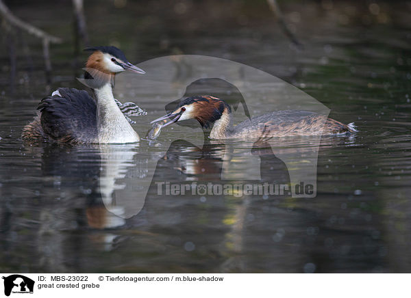 great crested grebe / MBS-23022