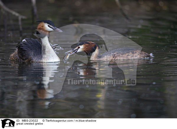 Haubentaucher / great crested grebe / MBS-23022