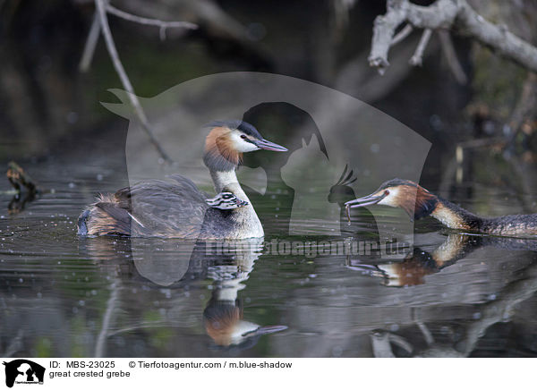 great crested grebe / MBS-23025