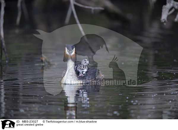 great crested grebe / MBS-23027