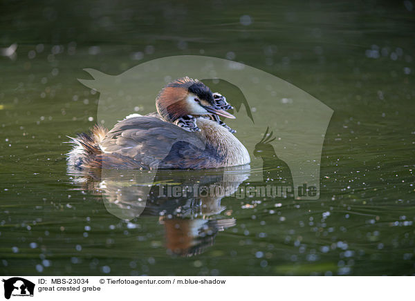 great crested grebe / MBS-23034