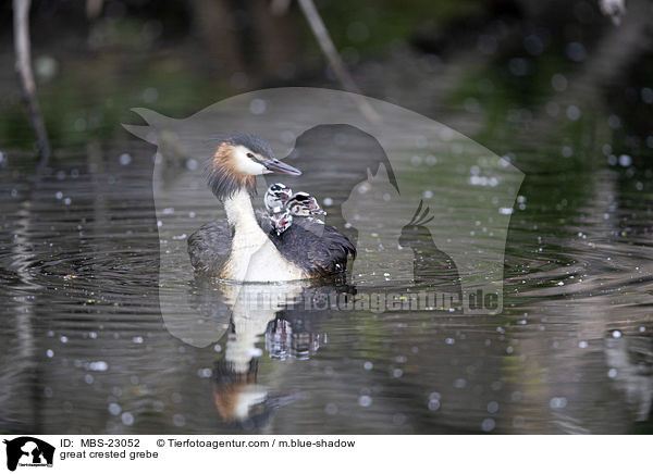 great crested grebe / MBS-23052