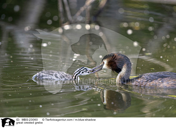 Haubentaucher / great crested grebe / MBS-23060