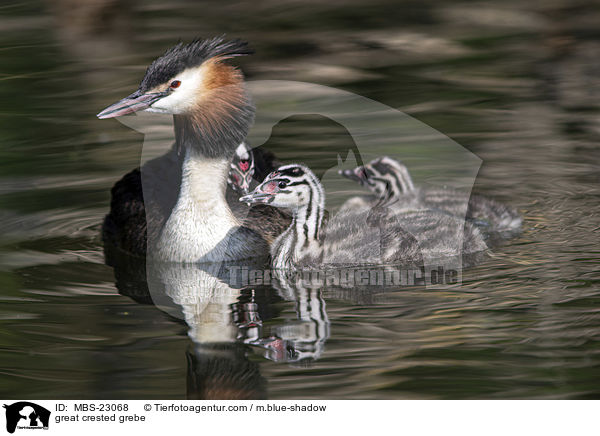 great crested grebe / MBS-23068